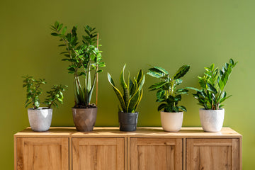 How to Choose the Right Fertilizer for Your Indoor Plants