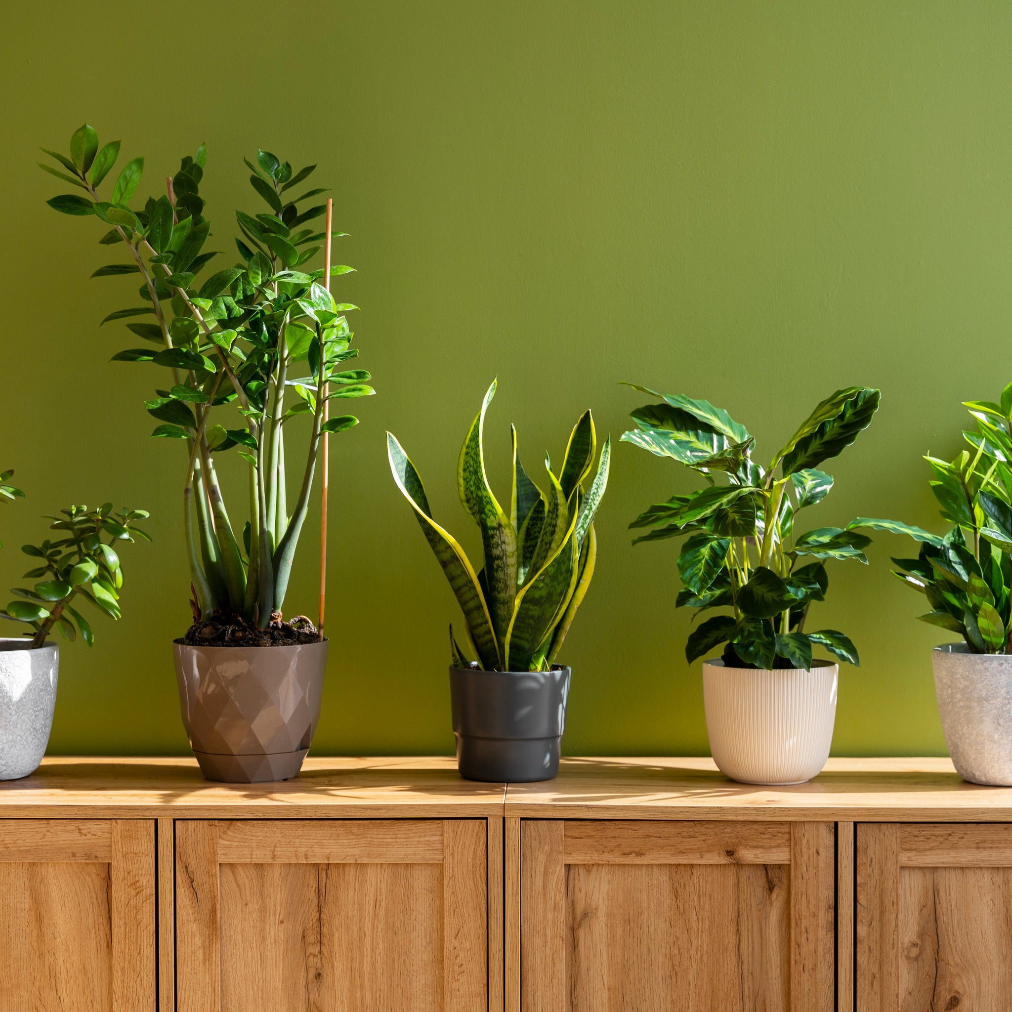 How to Choose the Right Fertilizer for Your Indoor Plants